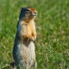 Richardson's ground squirrel